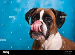 Licking Tongue High Resolution Stock Photography And Images Alamy
