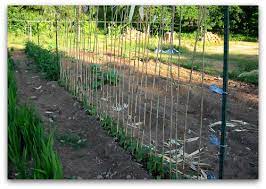 The stakes were stuck in the ground approx. Green Bean Trellis Pole Beans Need Your Support