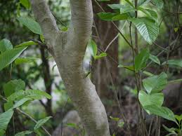 Image result for Gardenia resinifera