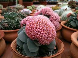 Today j creates a collection of succulent pots that make a great centerpiece or home décor accent. How To Get Succulent Plants To Bloom World Of Succulents
