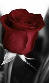 Pin By Mine On Colour Splash Beautiful Rose Flowers Love Rose Flower Rose Wallpaper