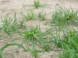 Image result for Spergula arvensis