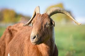 How noble in thine aspect, so excellent a beast! Goats Farm Animals Farm Sanctuary