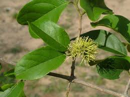 Image result for Combretum mkuzense