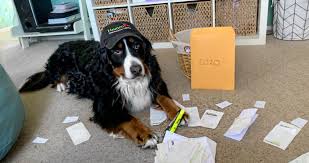 Beginning july 14, 2021, there is a temporary suspension for dogs imported from countries that cdc considers high risk for dog rabies. National Bring Your Dog To Work Day Homeopet