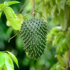 Lei come si chiama, signora? Annona O Cherimoya Giovanni Curri Cucina Vini Ricerca