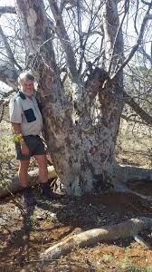 Image result for Sterculia rogersii