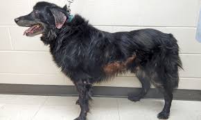 Image result for scabies dogs detail