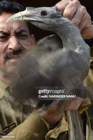 184 Ashok Joshi Stock Photos, High-Res Pictures, and Images