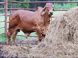 Brahman Cattle For Sale Pagina Inicial Facebook