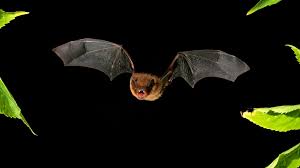 Uk Bats A Guide To Bats In Your Garden Woodland Trust