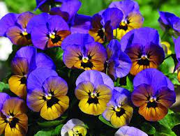 Viola Penny Marlies Flower Seeds Winter Flowers Brown Flowers