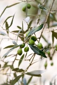 Les Huiles D Olive Aop De La Recolte A L Elaboration Kiss My Chef