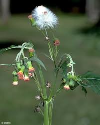 Image result for Crassocephalum crepidioides