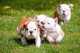 How much is a common coloured english bulldog? English Bulldog Price How Much Does An English Bulldog Cost