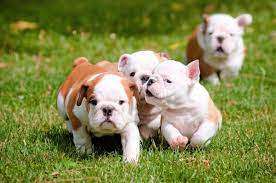 How much are english bulldog puppies. English Bulldog Price How Much Does An English Bulldog Cost