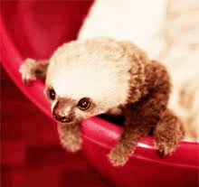 Sloth pictures dedicated to capturing the true essence of sloths; Baby Sloth Gifs Tenor