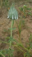 Image result for Acrotome inflata