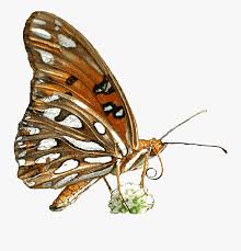 Explore similar insects vector, clipart, realistic png images on png arts. Free Butterfly Animated Clipart Transparent Background Animated Butterfly Gif Transparent Free Transparent Clipart Clipartkey
