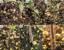 Image result for Cuscuta abyssinica