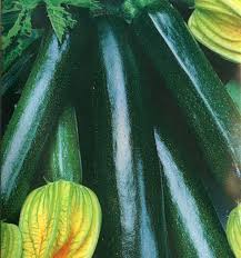 Cerca nel più grande indice di testi integrali mai esistito. Vegetable Courgette Atena Polka F1 30 Seeds Premier Seeds Direct Plants Seeds Bulbs Kyobidigital Seeds