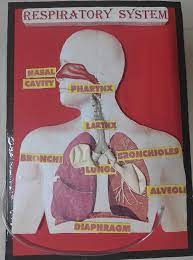 Buy Vigyanics Respiratory System Model School Science Project Online At Low Prices In India Amazon In