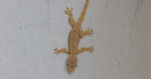 After about a week, the colony should have moved far from your house and. 12 Ways To Remove Lizards From Your Home Permanently