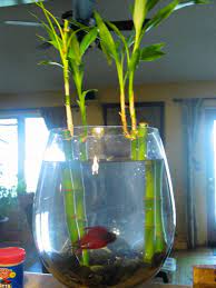 Having an aquarium large enough to provide hiding spots and live or silk plants helps keep your betta healthy. Bettas Or Betta Fish And Bamboo Living Together Pethelpful
