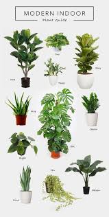 Find over 100+ of the best free snake plant images. Trendy Garden Indoor Design Snake Plant 56 Ideas
