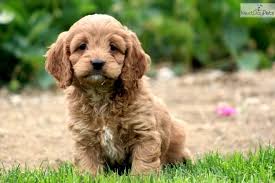 Email us now for more info! Gunther Cockapoo Male Cockapoo Puppies Cockapoo Puppies For Sale Cockapoo