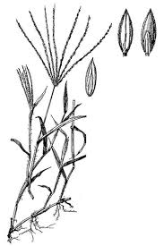 Image result for Digitaria sanguinalis