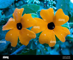 Image result for Thunbergia fischeri