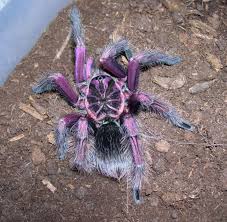 What Are Your Favorite Male Colorful Tarantulas Tarantula Spider Beautiful Creatures