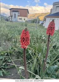 Image result for Kniphofia dubia