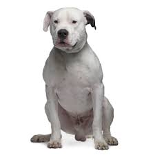 Pitbull hund tapete,hund,cordoba kampfhund,amerikanischer staffordshire terrier,dogo argentino,amerikanischer pitbullterrier. Argentinische Dogge Wisdom Panel German