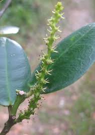 Image result for Cordia torrei