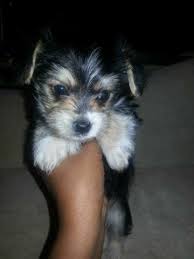 4:45 happy trail chihuahuas recommended for you. Haircuts For Yorkie Poo Puppies Richmond Va Yorkie Haircuts