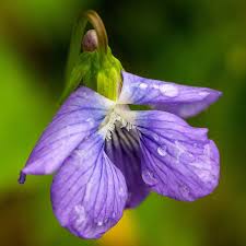 The next three pictures are by, craig houghton. New Jersey State Flower Common Meadow Violet Viola Sororia Flowers New Jersey Perenial Garden