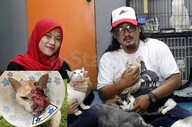 Apabila anak kucing yatim piatu yang tiba di pusat penyelamat selalunya mereka tidak lagi pemilik kediaman yang membawa anak kucing tersebut ke pusat perlindungan itu, balik ke rumah dan terkejut melihat ibu kucing ada di luar rumah. Penderitaan Masai Sentuh Hati Pengusaha Pusat Perlindungan Cekal Pertahan Syurga Si Bulus I Suke Mstar