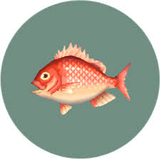 Males and females spawn from may to. Red Snapper Animal Crossing Wiki Fandom