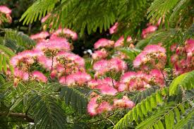Image result for Albizia brevifolia