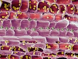 We did not find results for: Pin On Botany