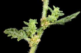 Image result for Dysphania pumilio