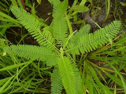 Image result for Sesbania pachycarpa