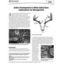 Antler Development In White Tailed Deer Implications For