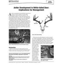 antler development in white tailed deer implications for