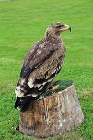 Gänsegeier sind in österreich nur im sommer anzutreffen (ausnahme: Seeadler Art Wikipedia
