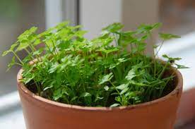 Indoor Herb Gardening Information For Growing And Caring For Parsley Herbs Growing Parsley Growing Parsley Indoors Growing Food