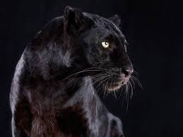 Official Selection Lennette Newell Black Panther Jaguar Animal Animals