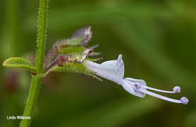 Image result for Syncolostemon canescens
